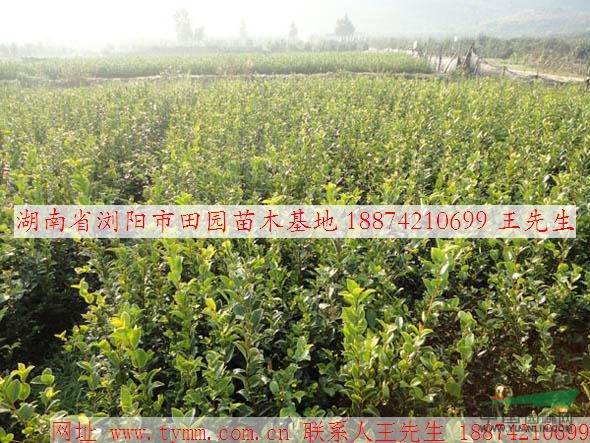 中国油茶之乡-湖南浏阳供应高产油茶小苗 