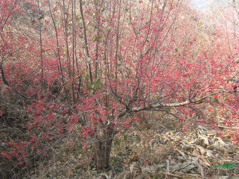 山茱萸20cm基地_种植厂家_产地报价单_莱州五色草园艺