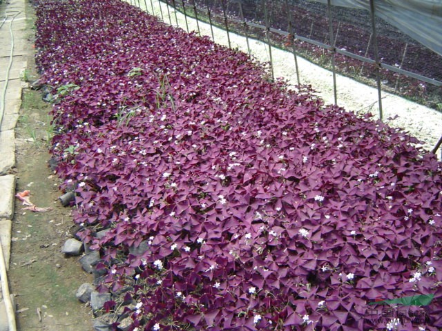 麦冬价格,鸢尾价格,红花葱兰价格,白花葱兰价格,紫叶酢浆草