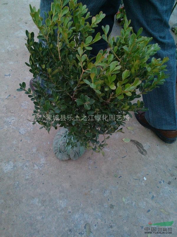 瓜子黄杨,龟甲冬青绿化苗