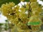 供应4-15公分桂花(日本阿v片在线播放免费省中山市)精品特*工程桂花