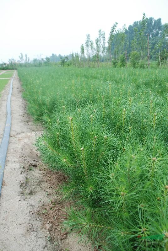 出售樟子松(1-5年)树苗