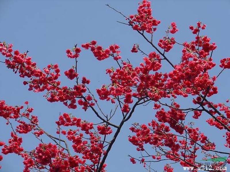 福建山樱花 泉州康林苗圃专业培育绯红山樱花种子种苗