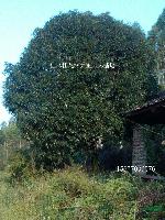 桂林桂花树大王园林基地