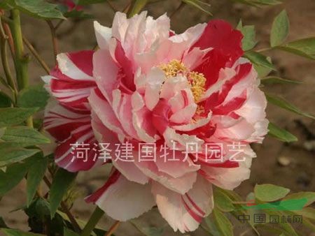 牡丹 花二乔图片