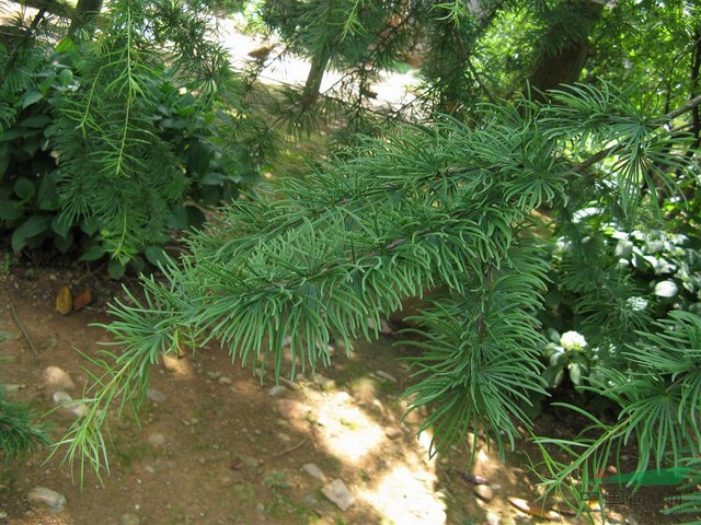 直销大树-金钱松,金钱松盆,金钱松直销基地,又名金松