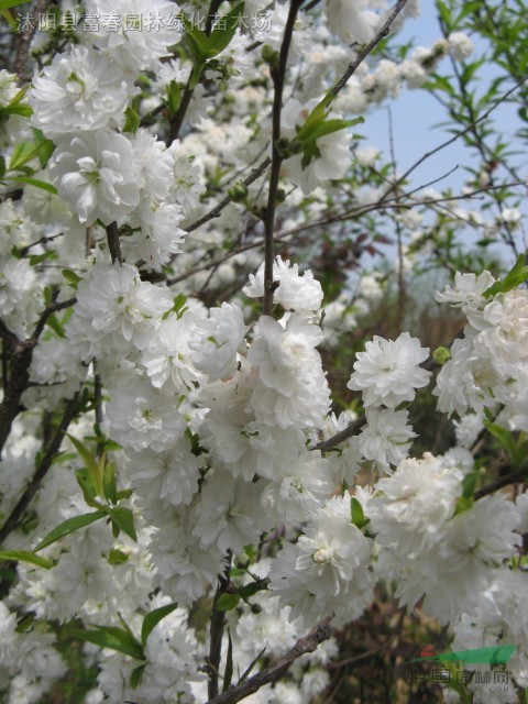 高杆珍珠梅,又名郁李,白花郁李,红花郁李,爵梅,秧李