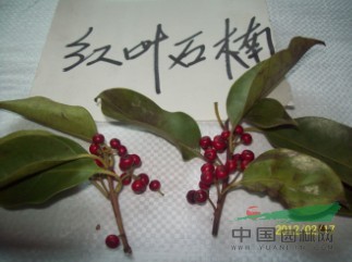 红叶石楠种子