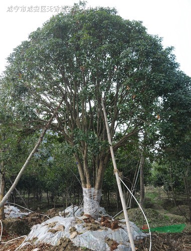 桂林种植桂花树历史悠久