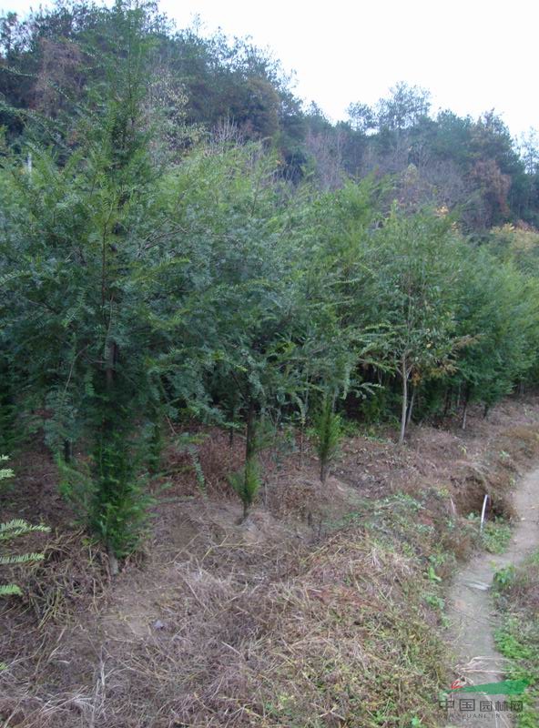 红豆树花梨木