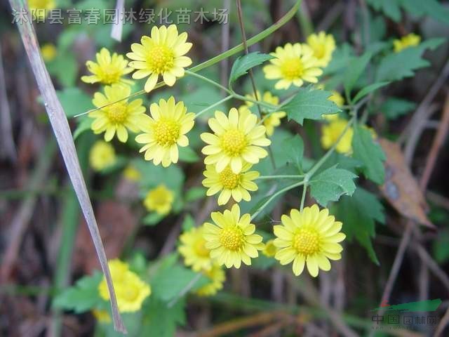 甘野菊种子,甘野菊,别名黄山菊,菊花,甘野菊基地