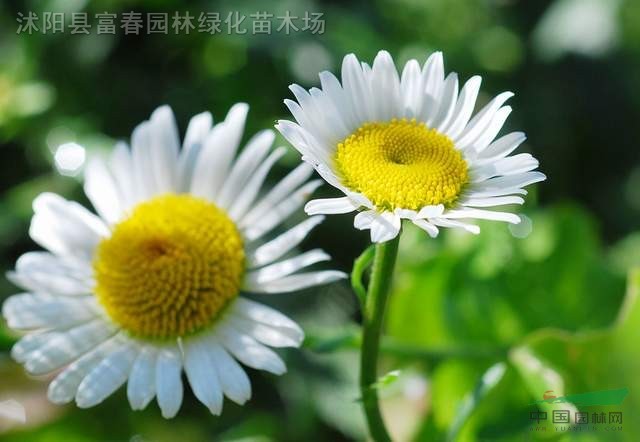 出口景观花卉种子,茼蒿菊种子,别名蓬蒿菊、木