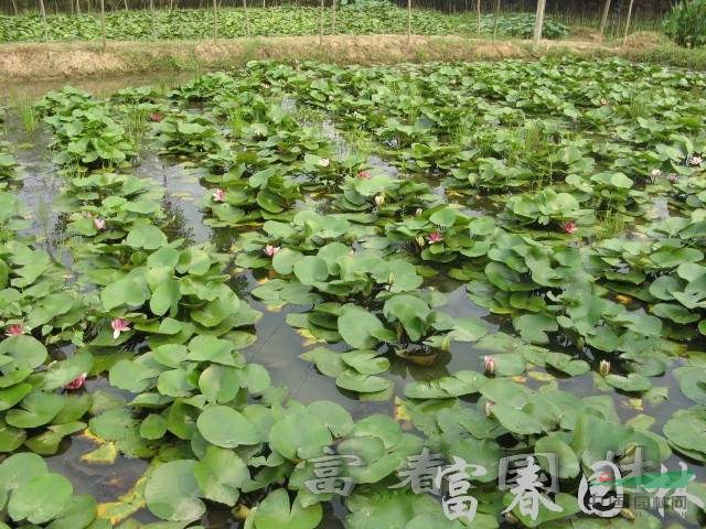 水生植物睡莲,睡莲苗,别名子午莲,水芹花,瑞莲