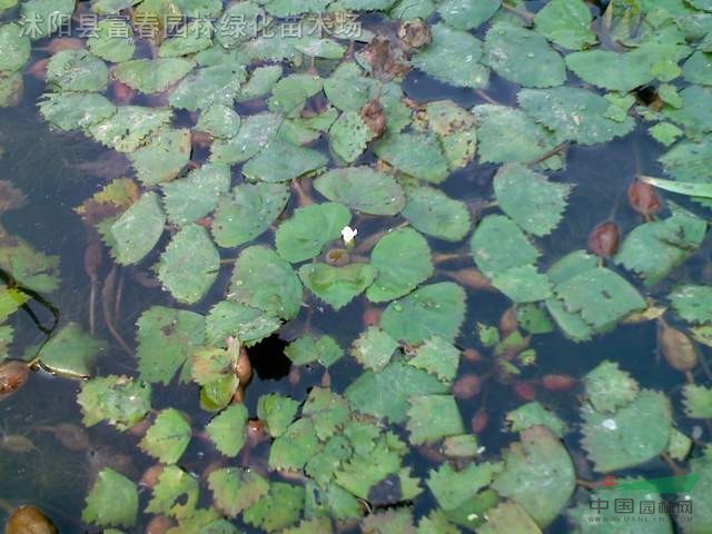 水生植物菱,菱苗,别名芰,水菱,风菱,乌菱,菱角,水栗,菱实