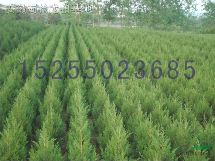 2012311145126696.jpg