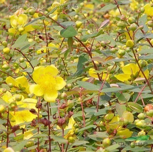 贴梗海棠,小叶栀子花,金银木,金丝梅