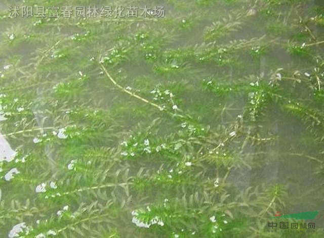 水生植物-黑藻,黑藻苗,黑藻基地,沭阳黑藻,黑藻价格