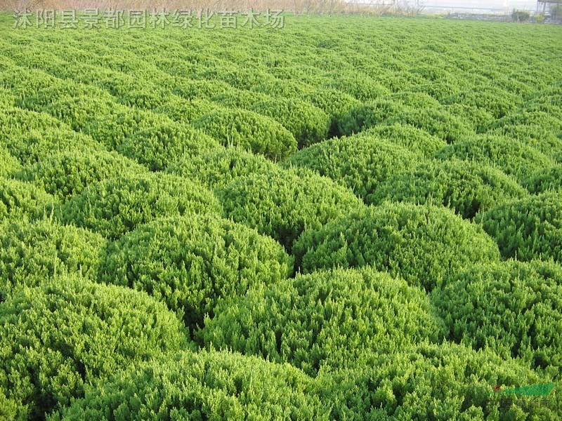 常青绿色植物龙柏球大龙柏小龙柏花柏侧柏图片
