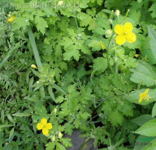 白屈菜种子,白屈菜种苗,别名:土黄连,山黄连
