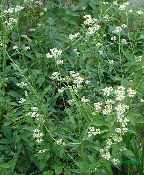 白花败酱种子,白花败酱种苗,别名:苦益菜,萌菜