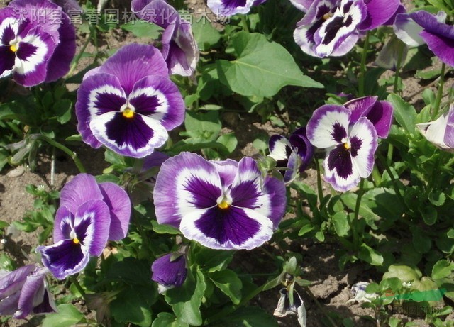 20123281528499412.jpg