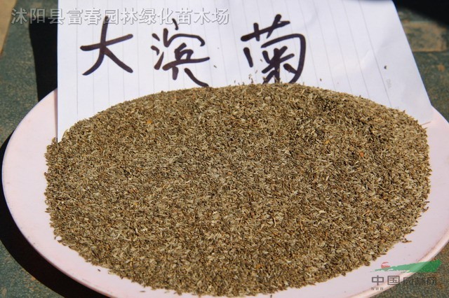 大滨菊种子,大滨菊,别称:西洋滨菊,大滨菊基地,大滨菊价格