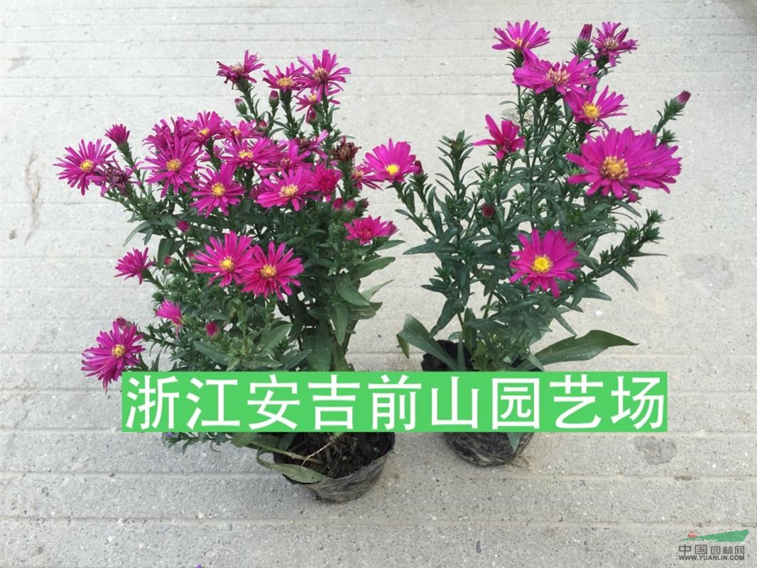 荷兰菊