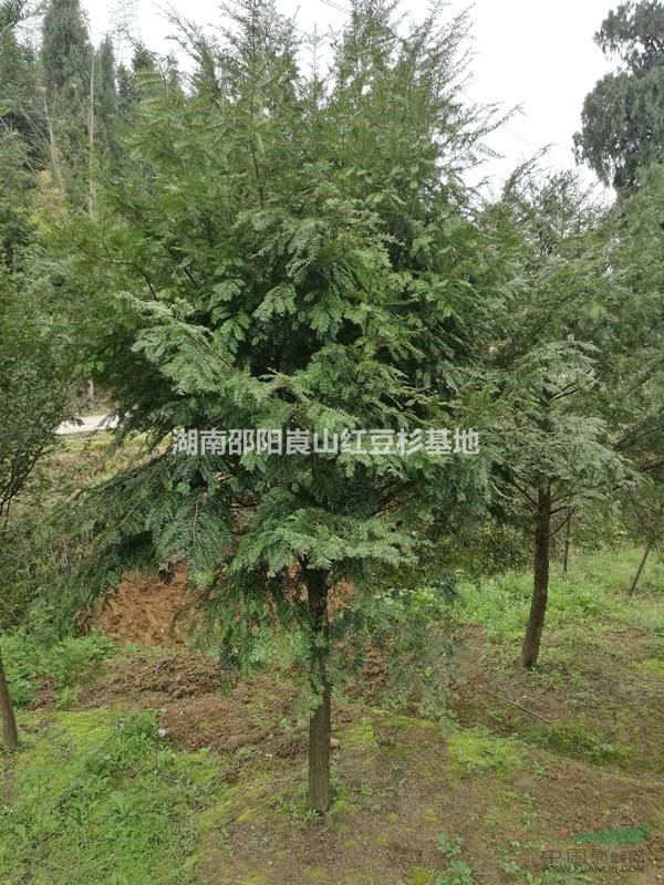 红豆杉大树 大红豆杉 湖南红豆杉