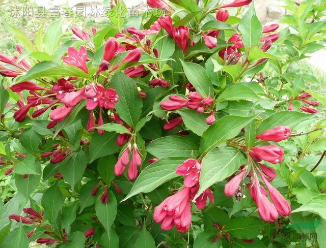 锦带花种子,锦带花种苗,别称:五色海棠,山脂麻,海仙花