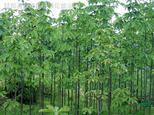 20124181116402234.jpg
