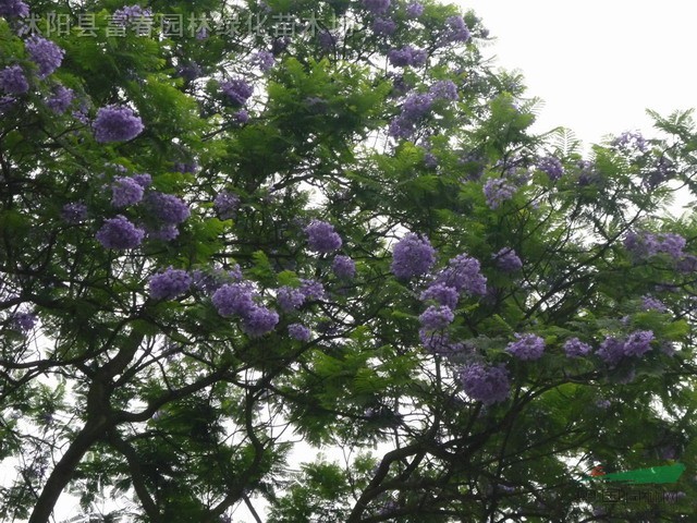 蓝花楹种子,蓝花楹,别称:含羞草叶蓝花楹,蓝雾树,尖叶蓝花楹