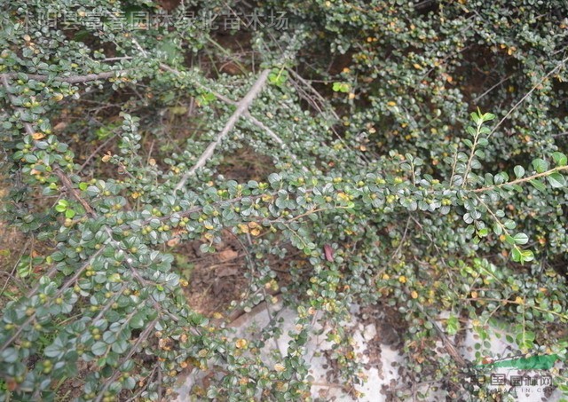 平枝荀子种子,旬子种子,别名:铺地蜈蚣,荀子,平枝旬子