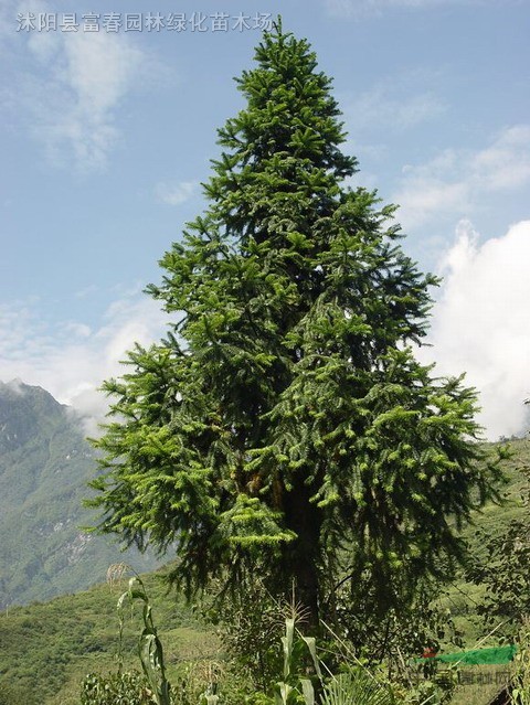 冷杉种子,冷杉,冷杉苗,别称:塔杉,沙松,冷杉基地,沭阳冷杉