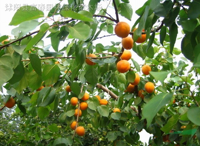 山杏,山杏种子,山杏苗,别称杏子,东北杏,山杏基地,沭阳山杏