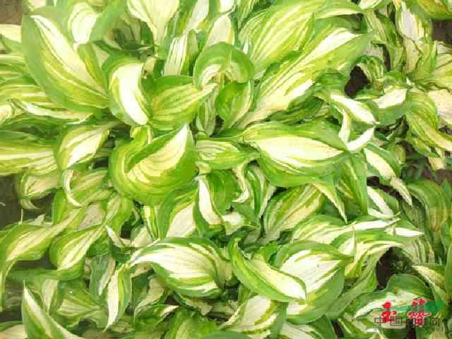 花叶玉簪