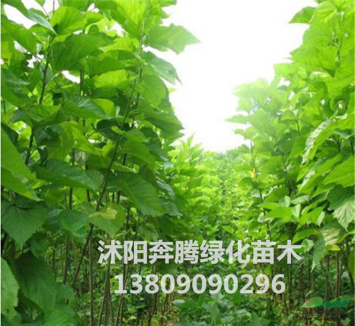 绿化乔木 桑树苗 农桑 蚕桑