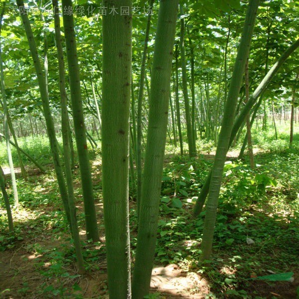 栾树,黄山栾树,北京栾树,青桐
