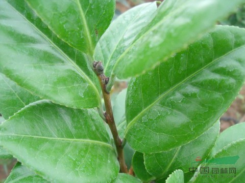 结合大树修剪整形,每年可供名贵茶花接穗20万芽以上 高清图片