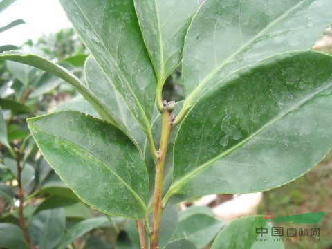 结合大树修剪整形,每年可供名贵茶花接穗20万芽以上 高清图片