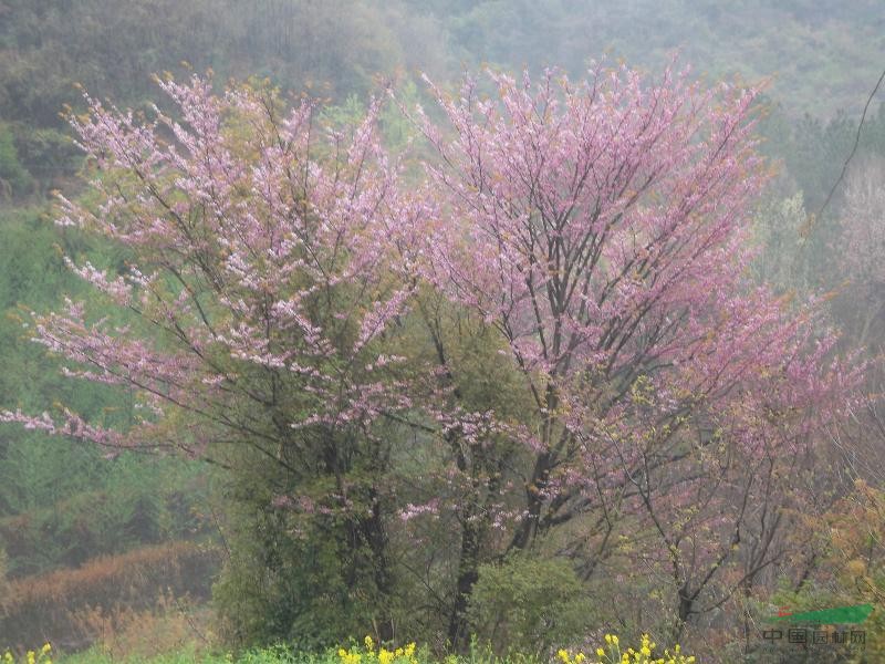 野生紫荆花米径15-80公分,下山紫薇古桩