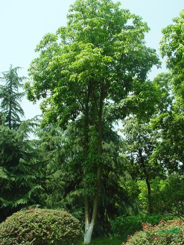 木荷