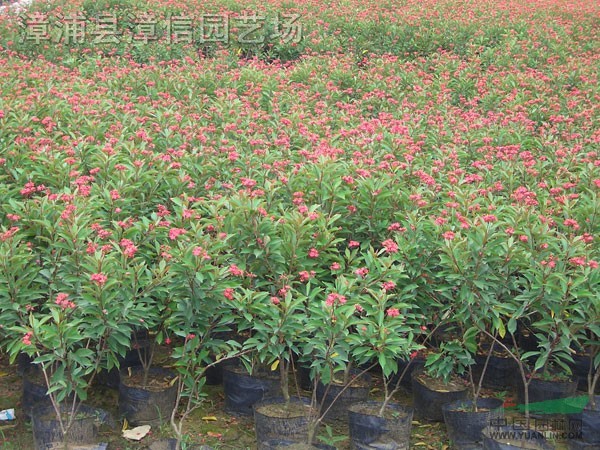 琴叶珊瑚