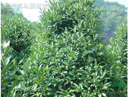 法国冬青,十大功劳,木芙蓉,夹竹桃,龟背冬青