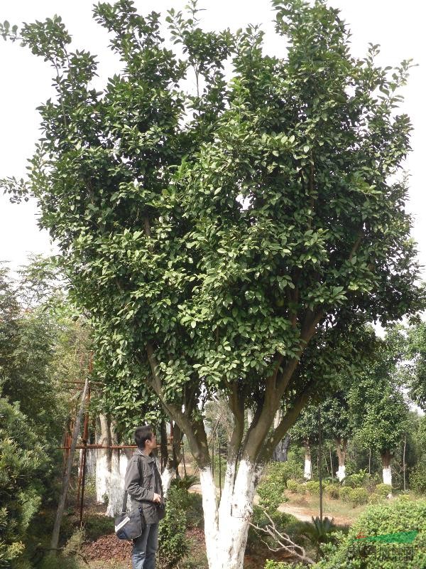 香橼