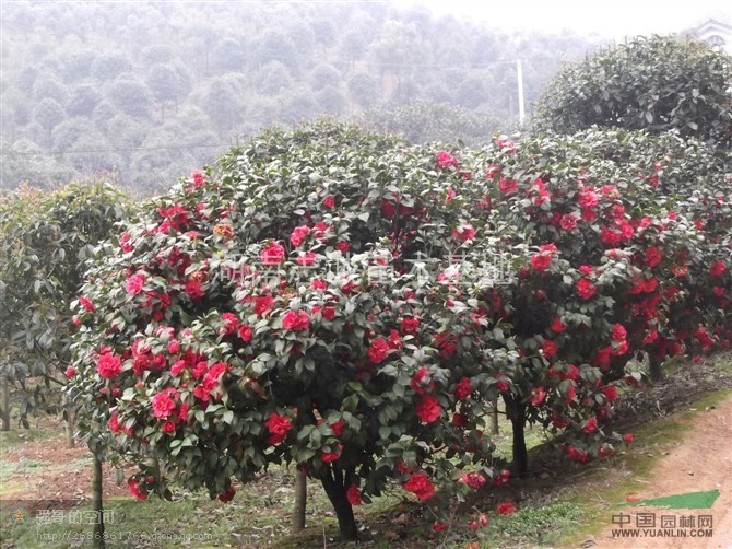 茶花,湖南茶花,茶花球,精品茶花球,茶花小苗