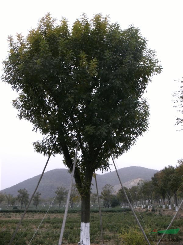 黄连木水晶灯亚克力挂件图片