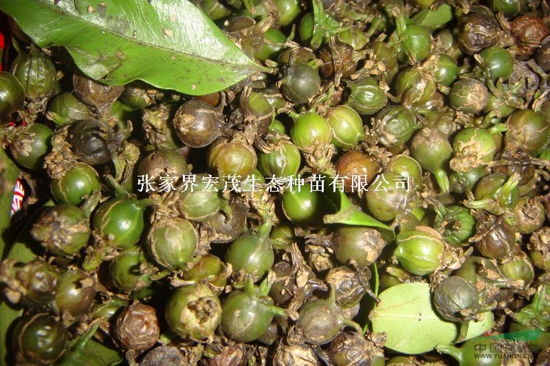 黄杨种子及分布地区