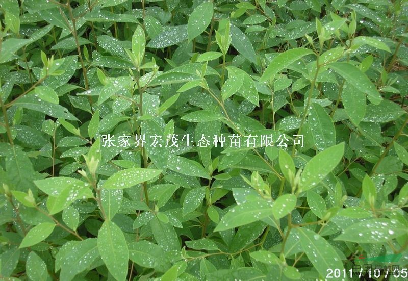 山苍子苗,我国特有香料植物资源之一