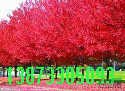 日本红枫,美国红枫,湖南苗木价格,红枫价格,红枫