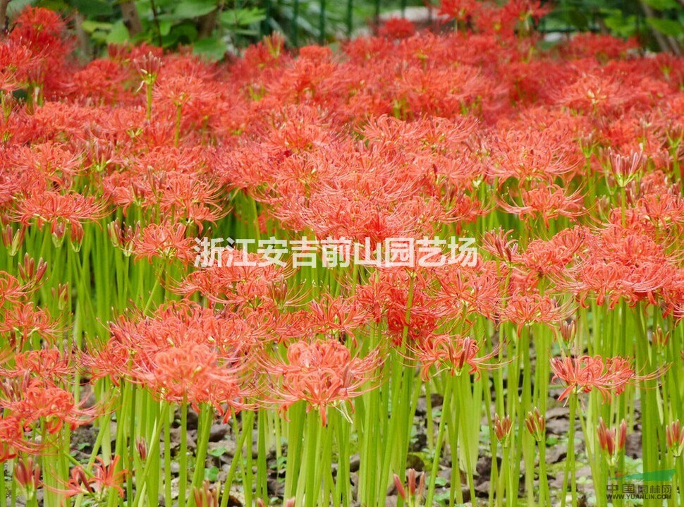 红花石蒜